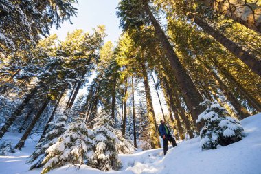 Adam turist hiker karda kış çam ormanı kaplı