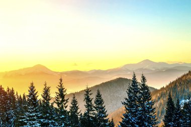 Güzel kış panorama. Ladin çam ağaçlarıyla, blu manzara