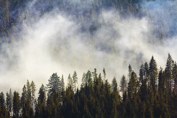 Hegyi erdő fenyőfák — Stock Fotó