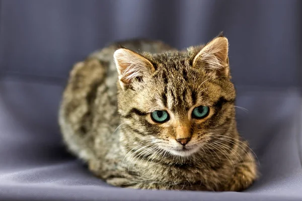 Stående närbild bild på lilla katt med blå ögon — Stockfoto