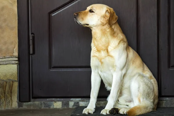 家のドアのそばに座って大きな黄色い犬 — ストック写真