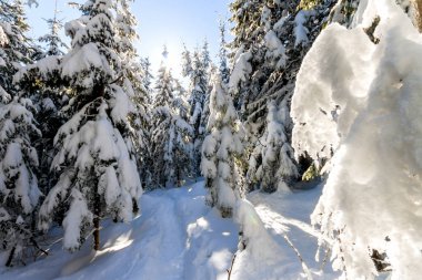 Çam ağaçları Karpat Dağları'nda kışın güneşli kar kaplı 