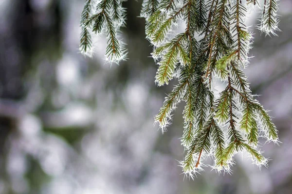 松の木のクローズ アップは、冬に雪霜で覆われて — ストック写真