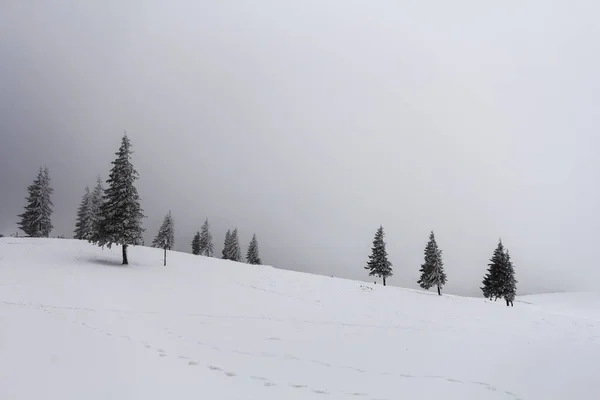 Mglisty krajobraz zima ze śniegiem pokryte sosnami — Zdjęcie stockowe
