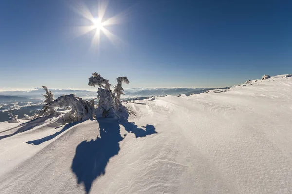 Snow covered bent little pine tree in winter mountains. Arctic l — Stock Photo, Image