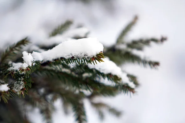 Primer plano de las ramas de pino verde cubiertas de nieve en invierno —  Fotos de Stock