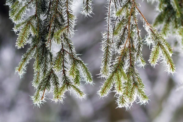 Nahaufnahme von Kiefern, die im Winter mit Schnee bedeckt sind — Stockfoto