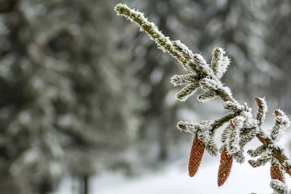Primer plano de los conos de pino en invierno cubierto de nieve blanca y — Foto de Stock