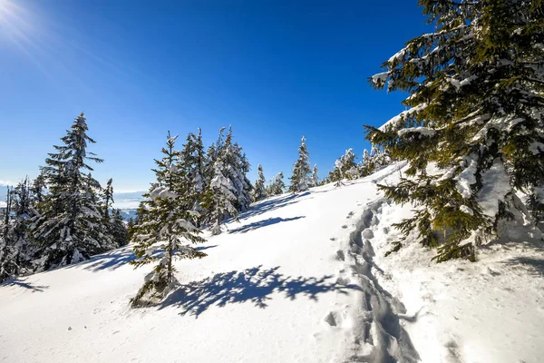 Pinheiros cobertos de neve nas montanhas dos Cárpatos no inverno ensolarado — Fotografia de Stock