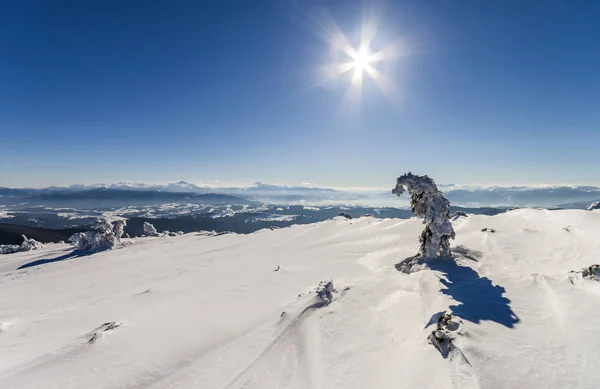 Neve coberto curvado pequeno pinheiro em montanhas de inverno. Árctico — Fotografia de Stock