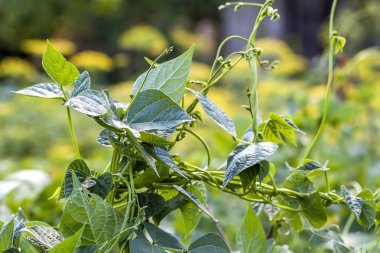 Yaz güneş ışığı yakın çekim yeşil bitki yapraklarında