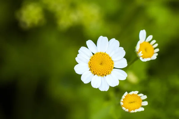 小さな白いデイジーの花を閉じる — ストック写真