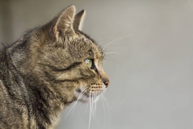 Bir kedi yakın çekim portresi. Evde beslenen hayvan hayvan.