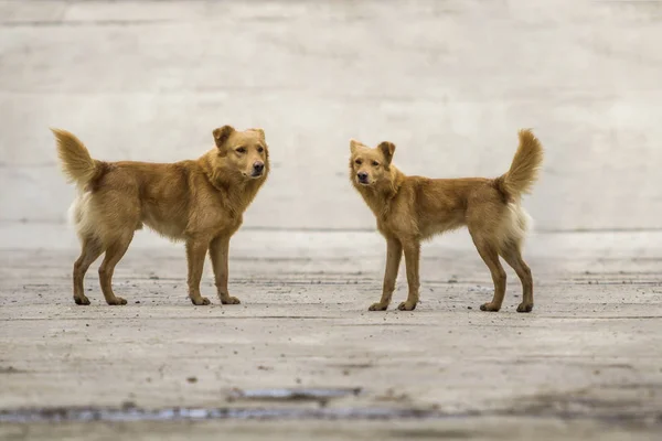 ふくらんでいるツインテール屋外と 2 つの黄色い犬ペット — ストック写真