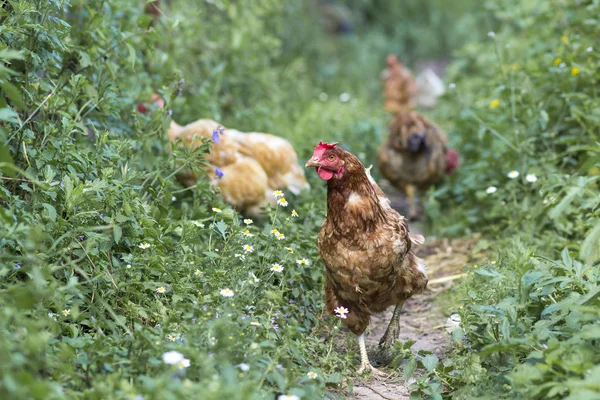 Hens feed on the traditional rural barnyard at sunny day. Detail