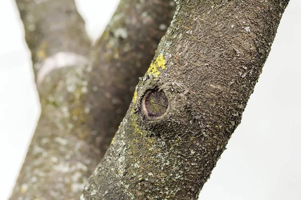 Närbild på stammen på ett träd — Stockfoto