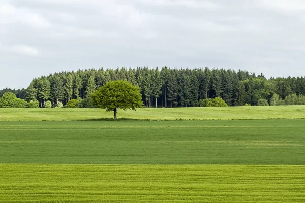 Zielone pola i drzewo, Błękitne niebo i chmury — Zdjęcie stockowe