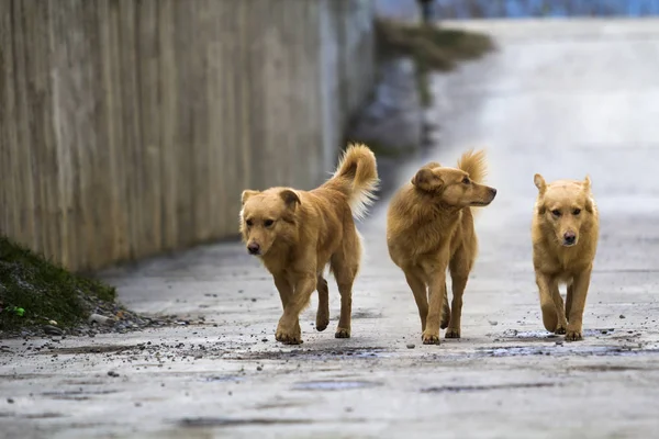 Three yellow dogs pet with puffy tails outdoors