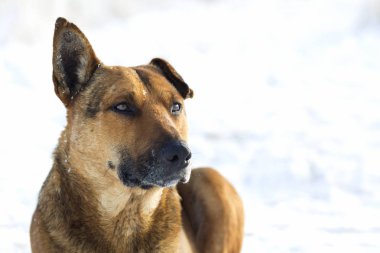 Sarı bir köpek pet açık havada beyaz karda Close-Up