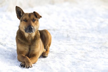 Sarı bir köpek pet açık havada beyaz karda Close-Up