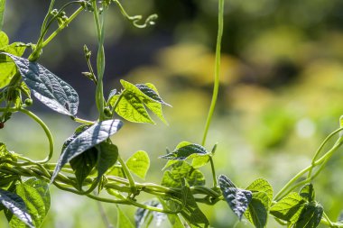 Yaz güneş ışığı yakın çekim yeşil bitki yapraklarında