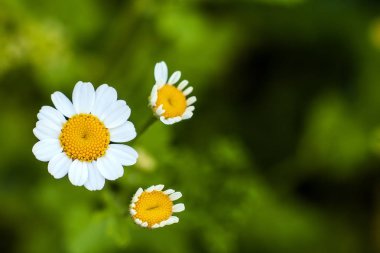 Küçük beyaz papatya çiçekleri kapatın