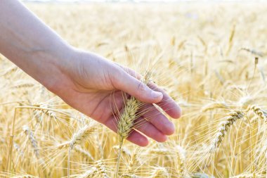 Buğday kadın eli kulağında. Gündoğumu veya günbatımı alanı. Hasat kavramı.