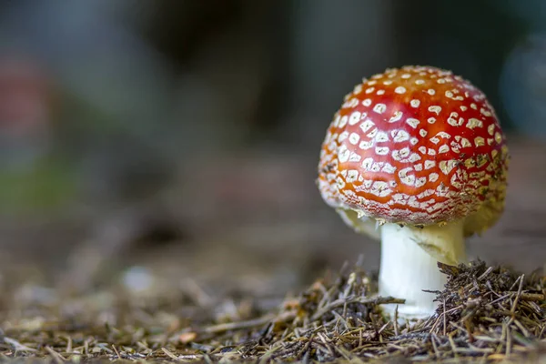 红色飞木耳蘑菇或伞在草丛中 拉丁文名字是毒蝇伞 有毒的蘑菇 白色虚线的红色蘑菇 — 图库照片