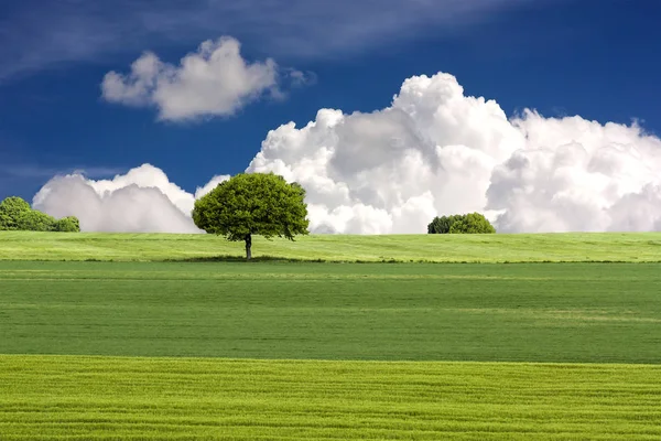 Zelená Pole Strom Modrou Oblohou — Stock fotografie