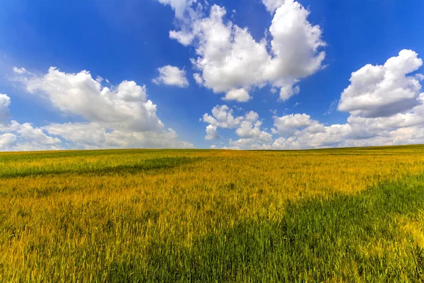 Pšeničné Pole Létě Sklizeň Zemědělství Zemědělství Koncepce — Stock fotografie