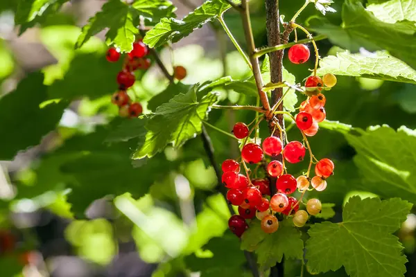 Kleine Rote Beeren Die Sommer Auf Einem Strauchzweig Wachsen — Stockfoto