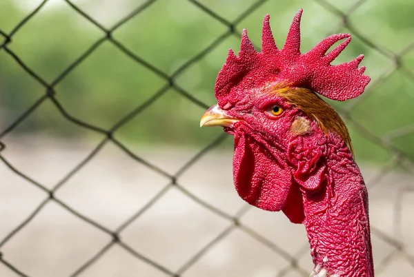 Red head of a cock or rooster on farm yard. Farming concept