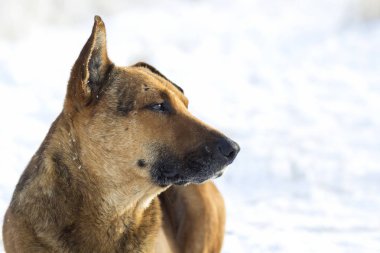Sarı bir köpek pet açık havada beyaz karda Close-Up