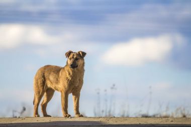 Sarı köpek ayakta mavi gökyüzü karşı