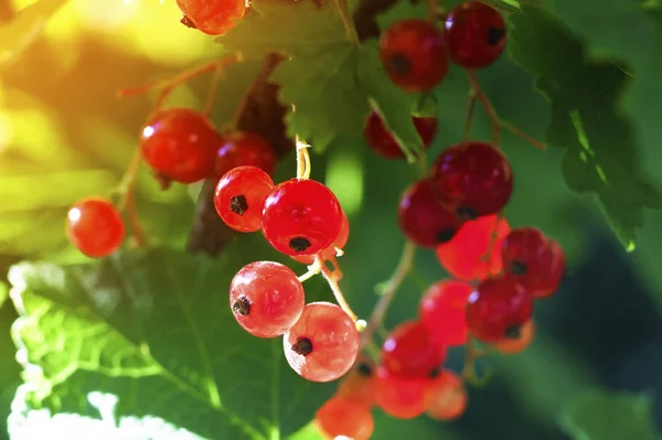 Prickelnd im sommerlichen Sonnenstrauß reif saftige rote Johannisbeeren, ha — Stockfoto