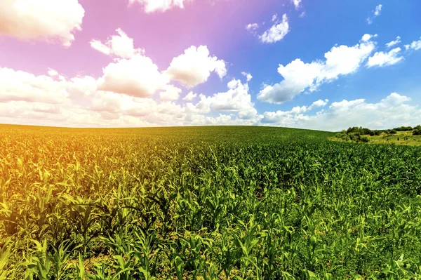 Zelené kukuřičné pole pod modrou oblohou — Stock fotografie