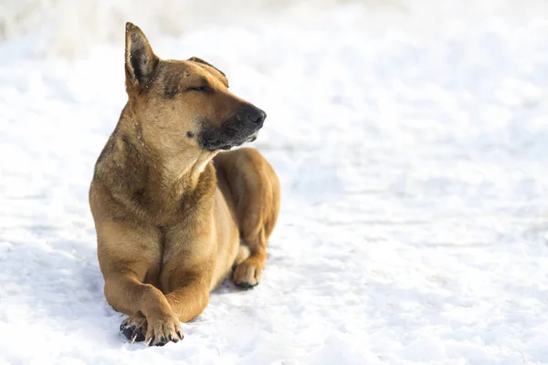 Close-up of yellow dog pet on white snow outdoors