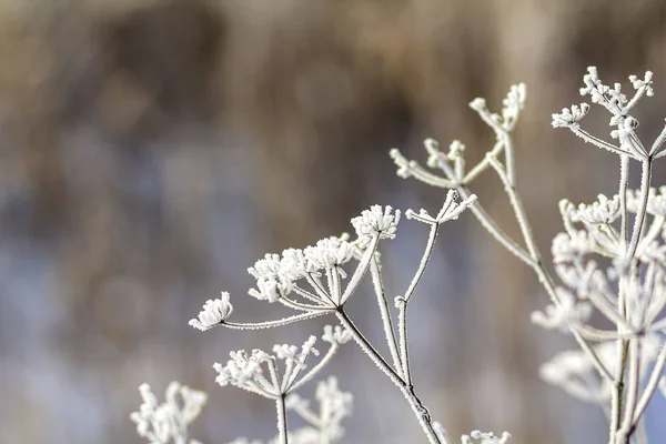 Gefrorene Pflanzen in den frühen Morgenstunden schließen im Winter — Stockfoto
