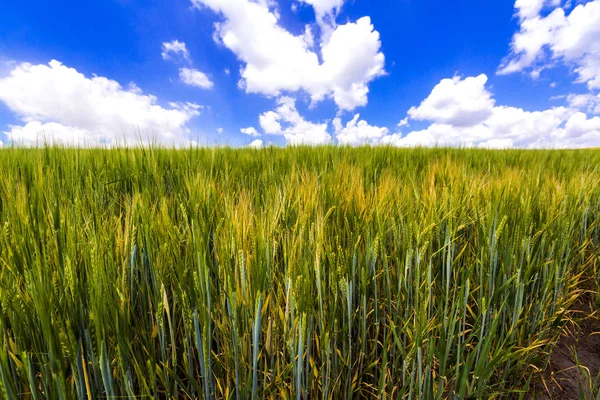 Krásná krajina zelené organické mladá kukuřičné pole. Zemědělství a sklizeň. — Stock fotografie