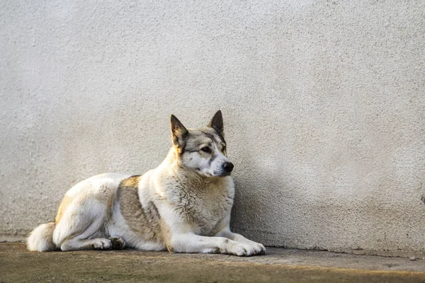 白犬古い家の壁のそばに座って — ストック写真