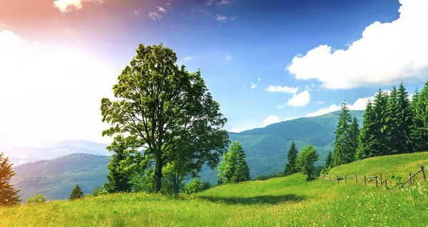 Velký zelený strom stojící na trávě louka v horách — Stock fotografie