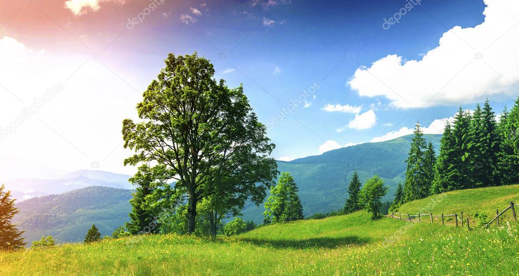 Big green tree standing on grass meadow in mountains