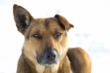 Sarı bir köpek pet açık havada beyaz karda Close-Up