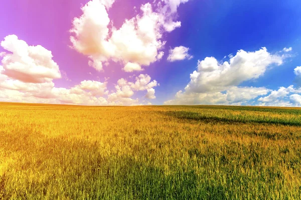 Pšeničné pole v létě. Sklizeň a zemědělství zemědělství koncepce. — Stock fotografie