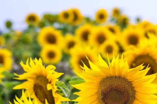 Girasoli gialli nel campo estivo primo piano — Foto Stock