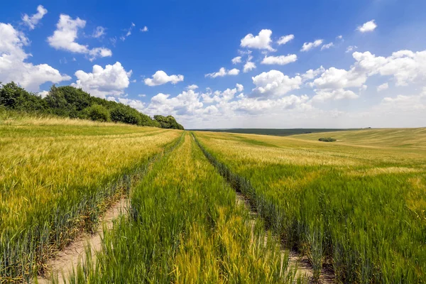Polní cesta v poli zelené pšenice v slunečný den — Stock fotografie