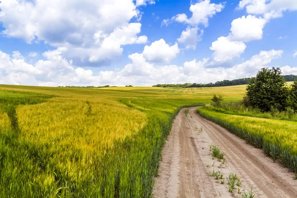 Štěrková cesta v čerstvé pšeničné pole s modrou oblohu a bílé pu nečistot — Stock fotografie