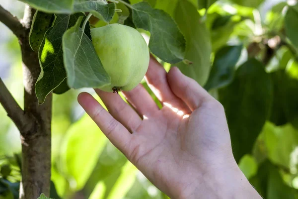 Frau pflückt mit der Hand einen grünen Apfel von einem Apfelbaumzweig — Stockfoto