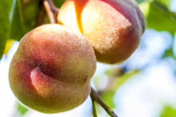 Frutos de pêssego doce crescendo em um ramo de árvore de pêssego — Fotografia de Stock