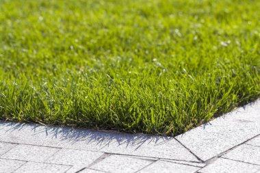 Yakın çekim detaylı görüntü gün güneşli yaz taze yeşil parlak ot. Çim mowed güzel. Güzel dinlenme alanı.
